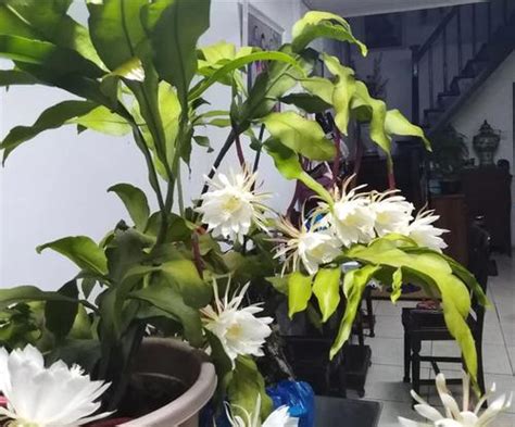 昙花风水|昙花——短暂而绚烂的生命（昙花的花语和象征意义）